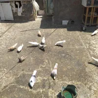 فروش فوری کبوتر