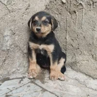 سگ ژرمن