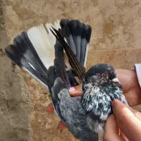 کفتر پرشی ۲تا نر