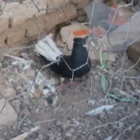 یه عددذیل دم سفیدماده درشت