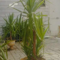 گل بن سای یوکا ارزان|گل و گیاه طبیعی|شیراز, شهرک سراج‎|دیوار