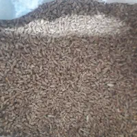 گندم بذری پیشگام وآذر 2 و گندم قرمز|خدمات باغبانی و درختکاری|قوچان, |دیوار