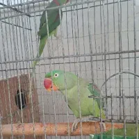 شاه طوطی و ملنگو مولد