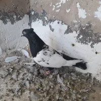 ماده سرونج وماده المانی سیاه
