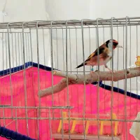 سهره نر قفسی سرجفتی