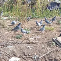 ۱۰عدد کبوتر دوبر|پرنده|انگوت, |دیوار