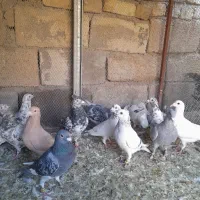 کبوتر پلاکی دسته|پرنده|شیراز, قلعه نو|دیوار