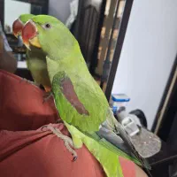 جوجه شاه طوطی باقفس رایگان