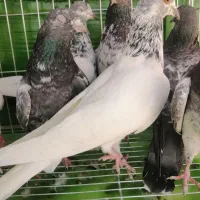 8عدد کبوتر پاکستانی|پرنده|میناب, |دیوار