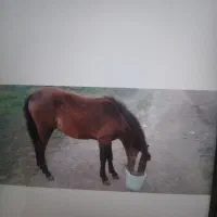 کره اسب نریان قره باغ اصل