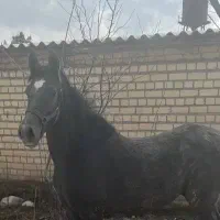 کیان کره سهیل حیدر