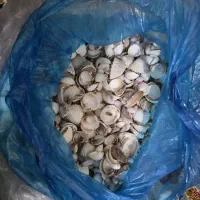 مقدار زیادی صدف کوچک