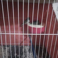 جفت گلبسر قناری با تخم رگه زده