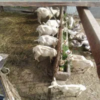 بزسانن اصل شیری