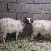 کره فروشی نر|حیوانات مزرعه|نرماشیر, |دیوار