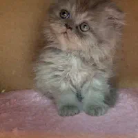 بریتیش بلو کیفیت بالا|گربه|رشت, لاکانی|دیوار