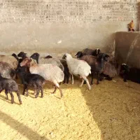 28راس زایده 5راس ابستن|حیوانات مزرعه|قنوات, |دیوار