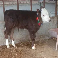 گوساله50روزه نر  سیمینتال