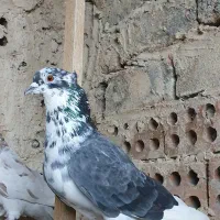 تعدادی کفتر پرشی