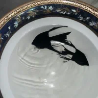 ماهی آنجل|ماهی|میاندوآب, |دیوار