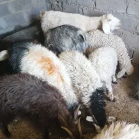 گوسفند فروشی