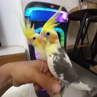 طوطی عروس هلندی جفت مولد با جوجه و جوجه تکی