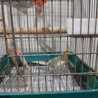 عروس هلندی گلباقالی 6 ماهه ماده|پرنده|پاکدشت, پاکدشت (مامازند)|دیوار