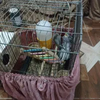 جفت عروس مولد