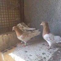 کفتر کله