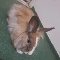 خرگوش پشمالو