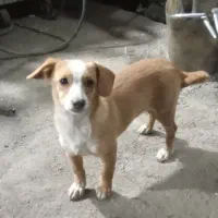 ۲عدد سگ اشپیز،ماده سالم وسرحال