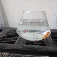 ۶ عدد تنگ بزرگ مفت