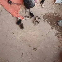 مرغ|حیوانات مزرعه|وحدتیه, |دیوار