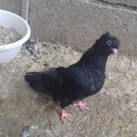 کبوتر زاغ|پرنده|مبارکه, |دیوار