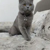 گربه اسکاتیش اصیل بلو|گربه|نیشابور, شهرک قدس|دیوار