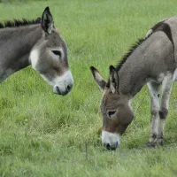 شیر الاغ یا خر