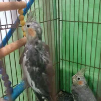 عروس هلندی دوتا بخر ۳ تا ببر|پرنده|قائمشهر, |دیوار