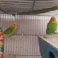 چهار عدد مرغ عشق