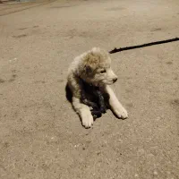 پامر خرسی قیمت ۱۵۰۰۰۰۰|سگ|یاسوج, |دیوار