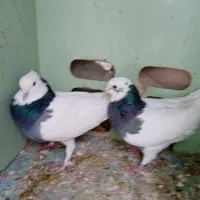 کبوترطوقی|پرنده|کازرون, |دیوار