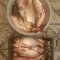 قزل سفید فقط کیلویی 210فقط امشب