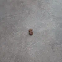 فروش قهوه برای کافه و فروش گاه و خانه ...