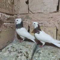 کبوتر طوقی،ساده،خارا