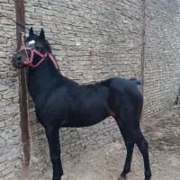 فروش چند راس اسب شجره دار
