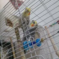 فروش دو عروس هلندی نر