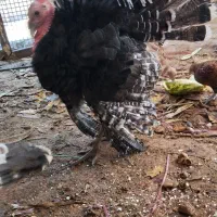 بوقلمون نر و ماده جوجه امسال