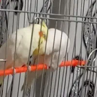 ۲ عدد عروس هلندی زیبا نر و ماده|پرنده|ارومیه, |دیوار