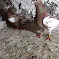 کارل میولمنز