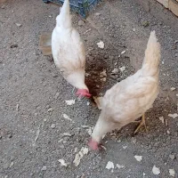مرغ تخمگذار راس