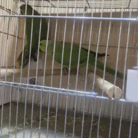 جفت ملنگو مولد